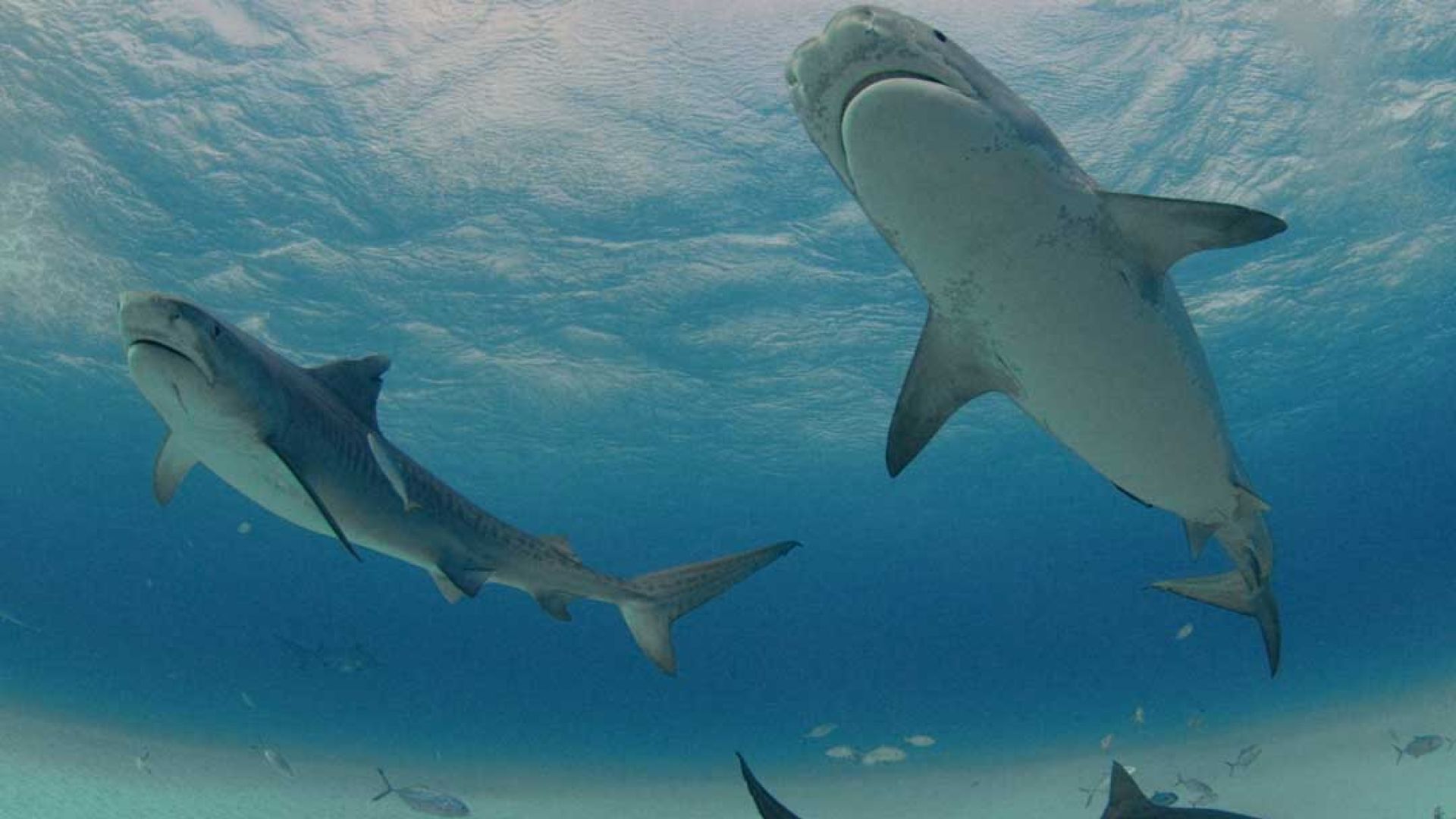 Get Ready to Dive Into the Ultimate Shark Adventure: SHARKFEST 2024!