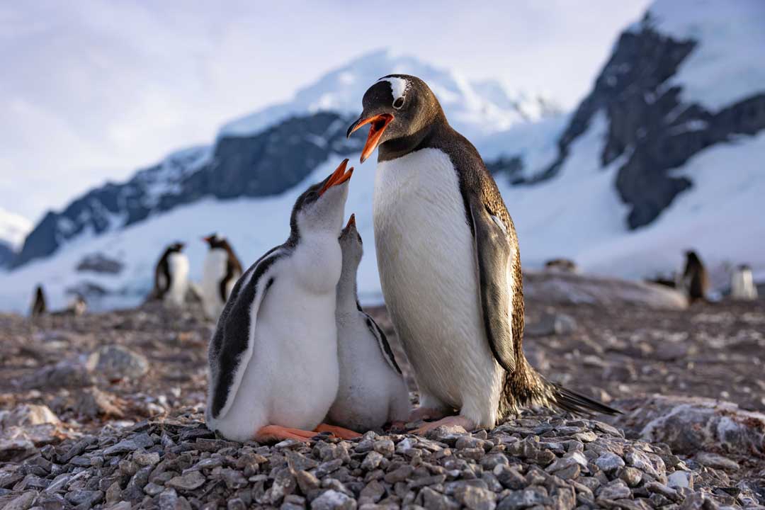 Secrets Of The Penguins 8