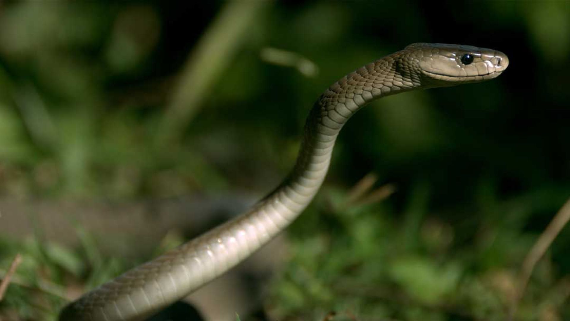 Snake Mania Slithers Onto National Geographic Wild This March
