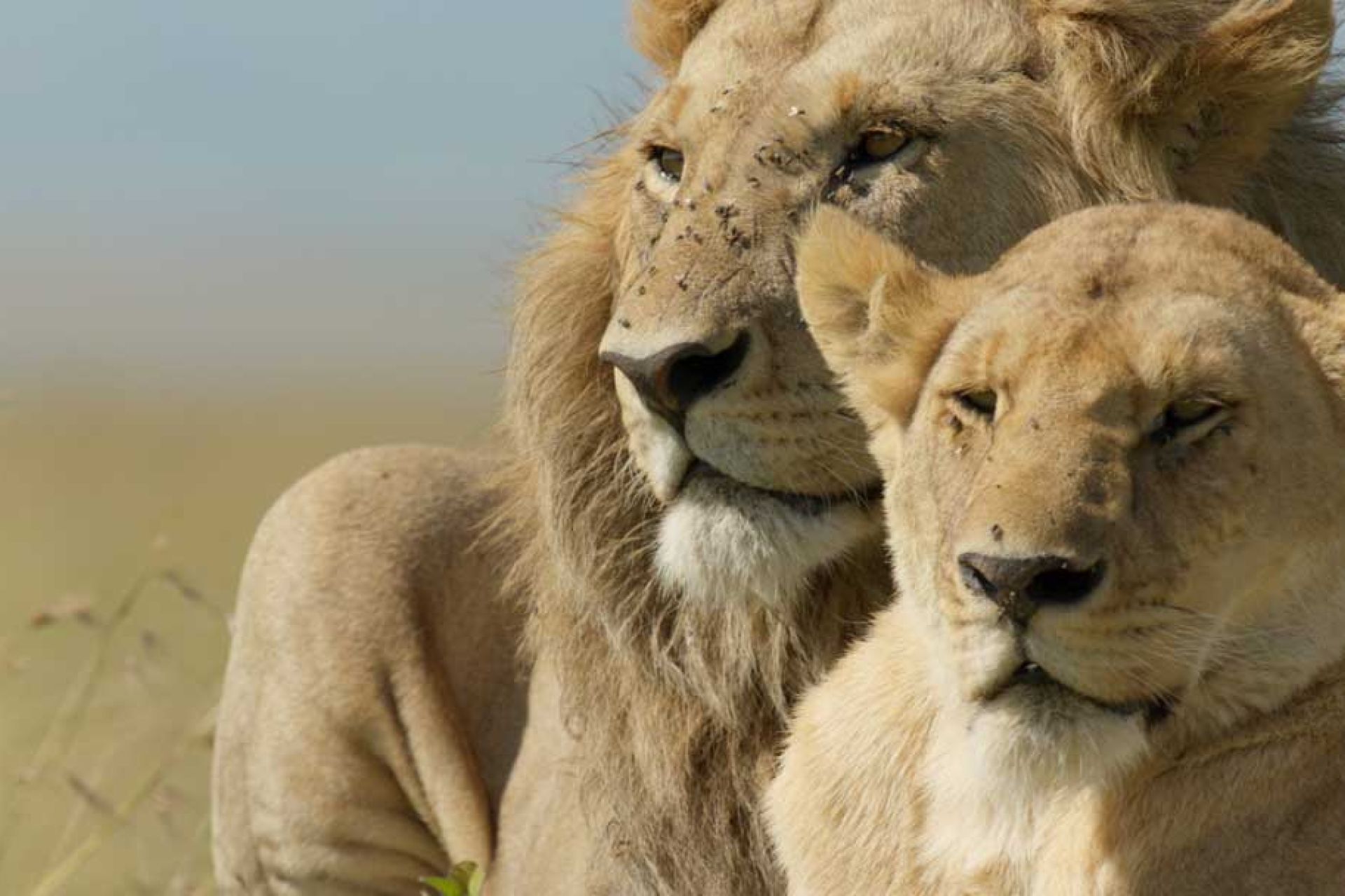 National Geographic LION