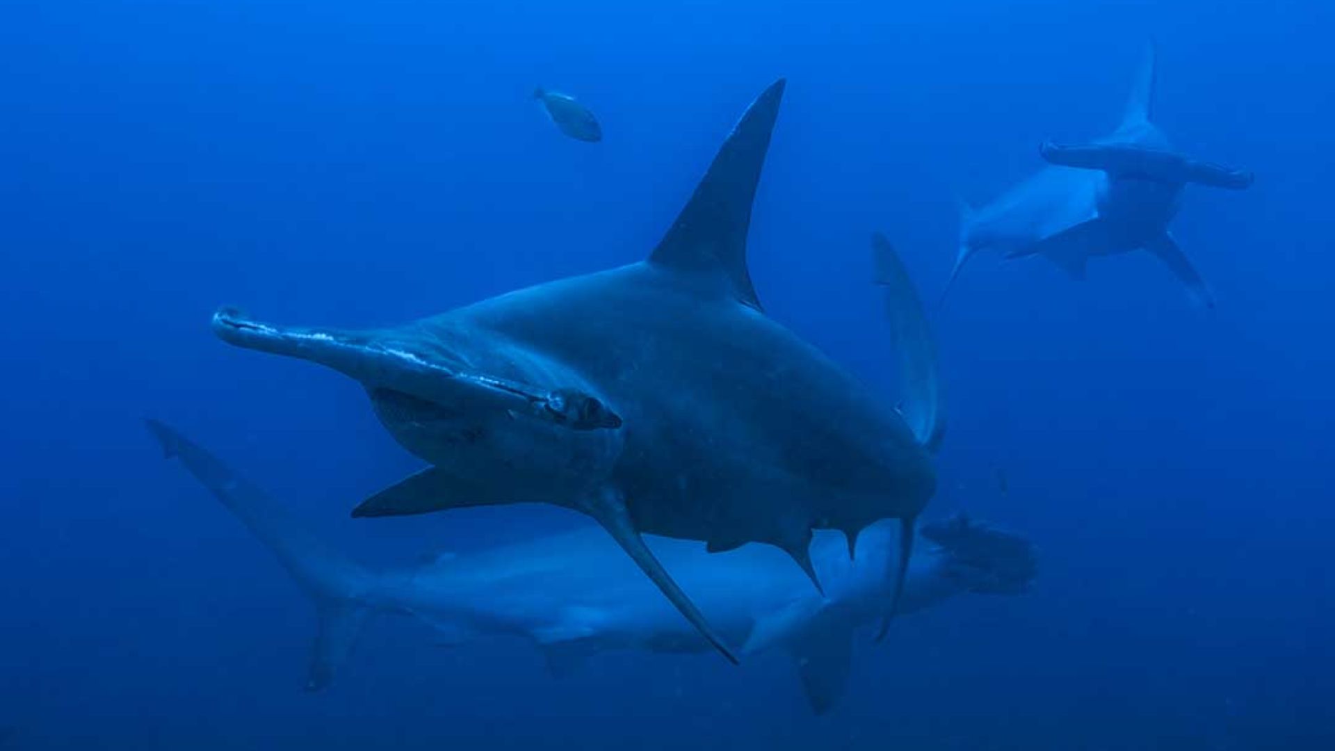 National Geographic SharkFest 2026