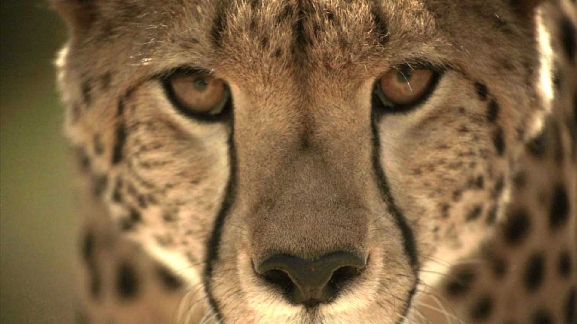 Watch Africa’s Big Cats Battle For Survival This February