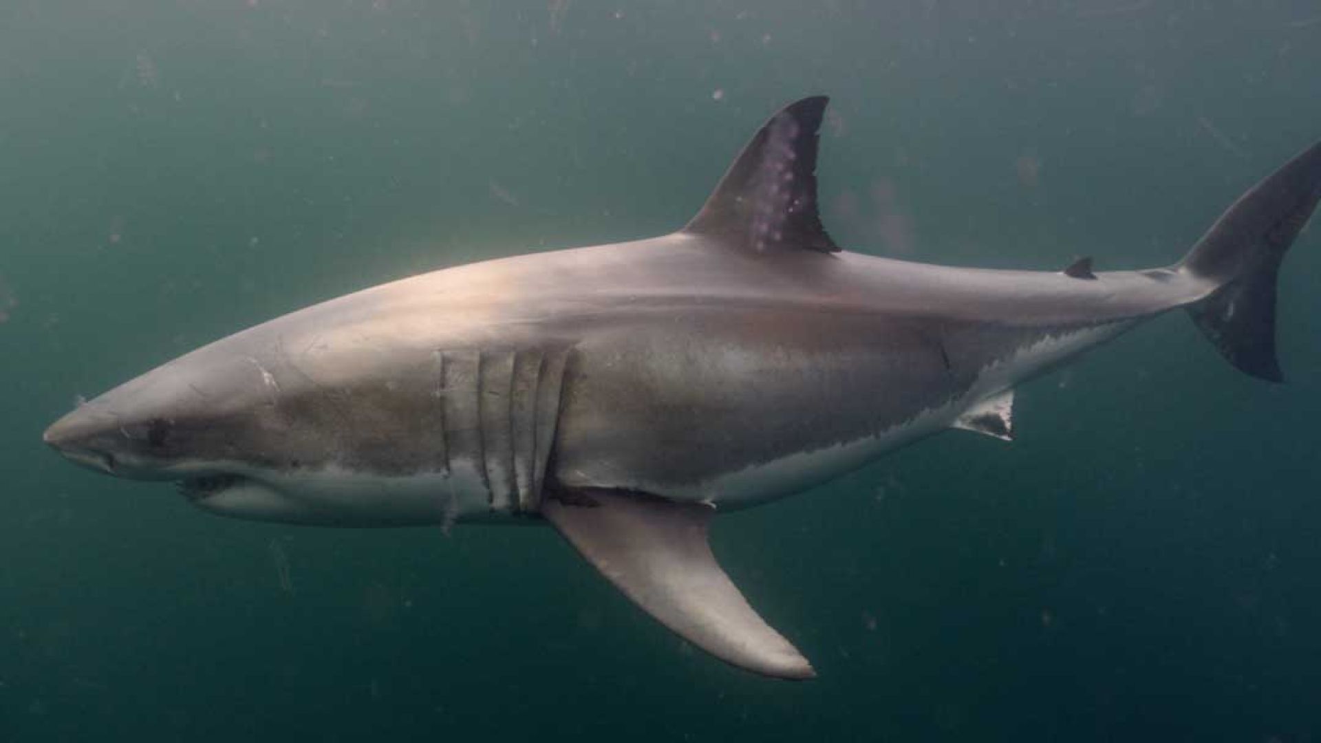 SHARKFEST 2025: 26 Hours Of Wild Shark Action On Nat Geo